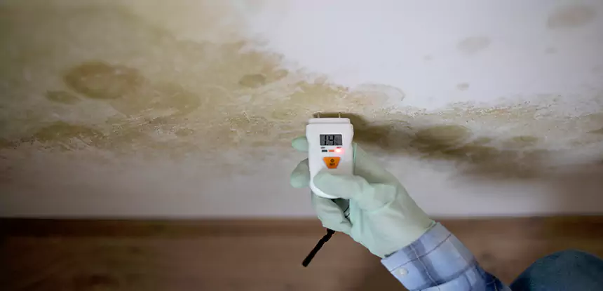 Emergency Mold Remediation in Douglasville