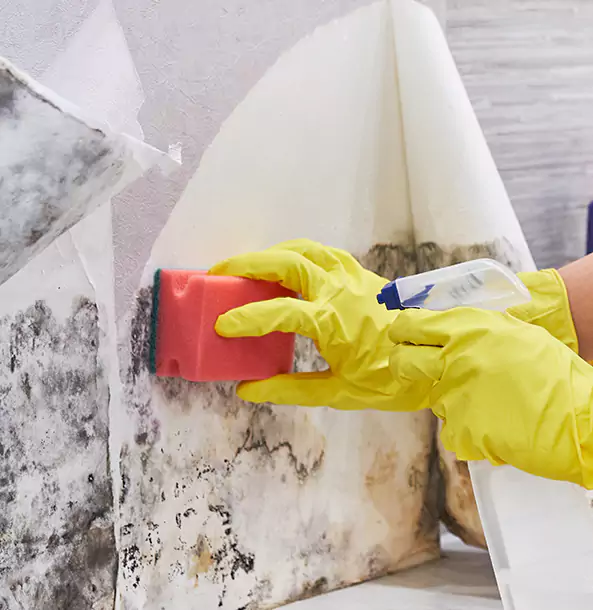 Why Douglasville Trusts Douglasville Restoration Pro for Mold and Water Restoration?